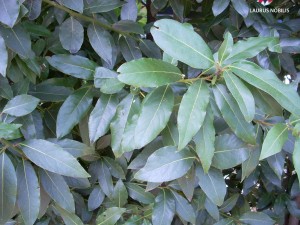 Laurus nobilis - foliage